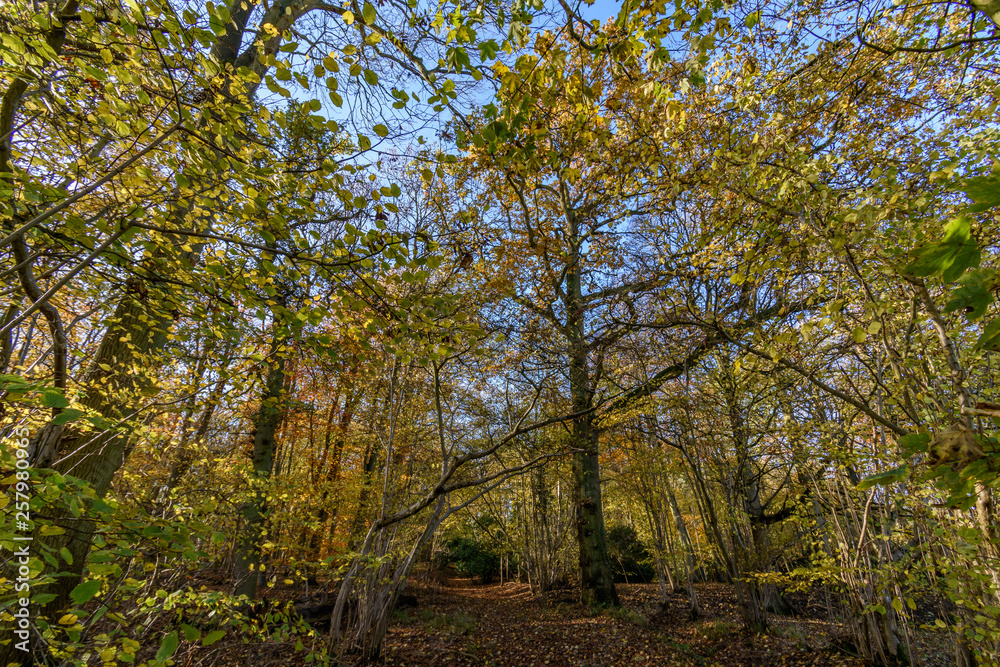 Fototapeta premium A footpath through a forest. There are trees all around, illuminated with dappled sunlight.