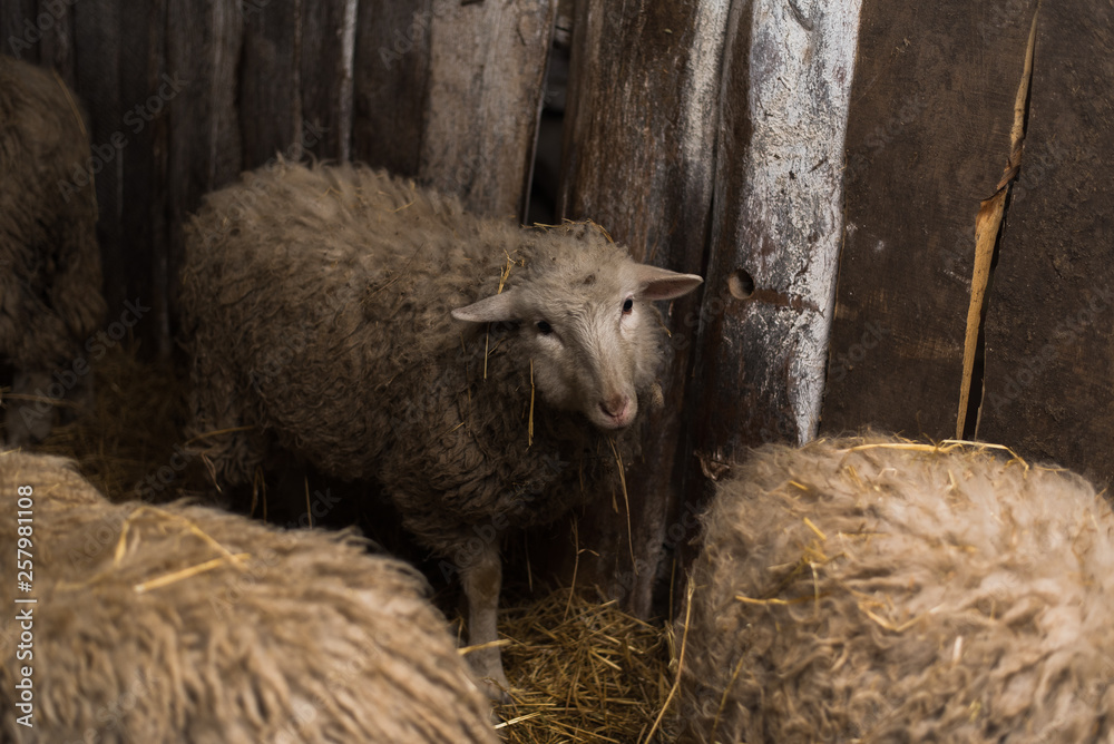 Beautiful and cute sheep inside the farm eat hay. Beautiful and cute sheep inside the farm eat hay.