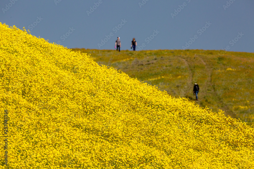 Tourists and bright yellow flowers on the Carrizo Plain during the wildflower superbloom
