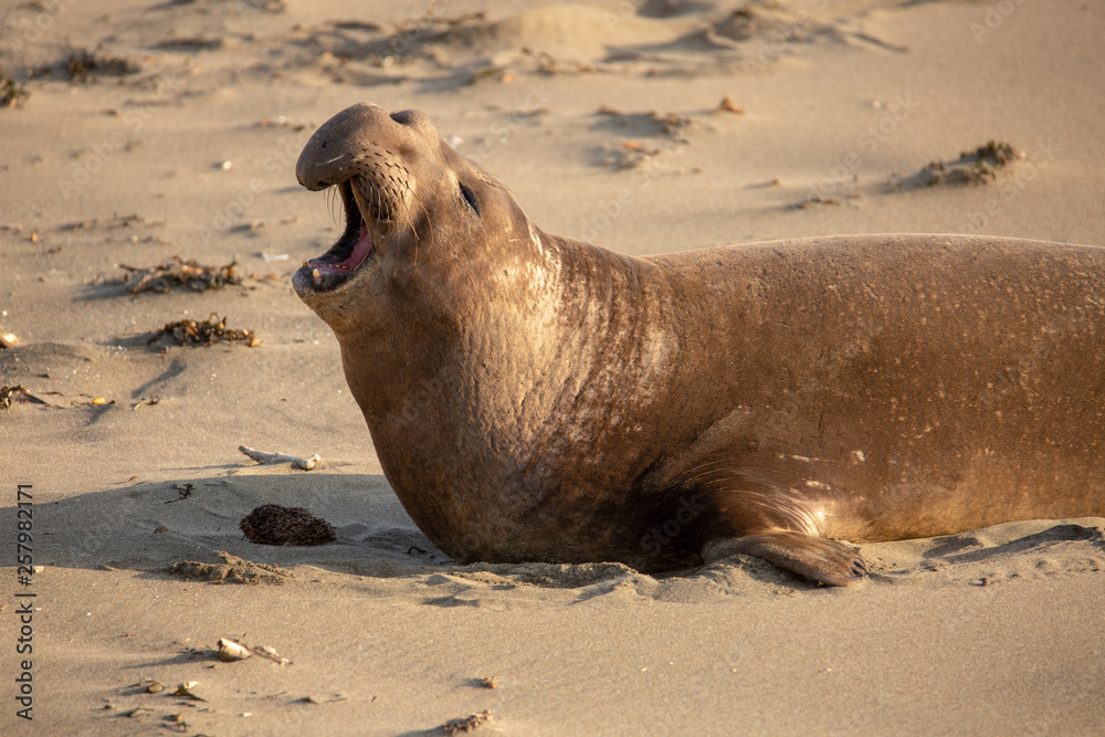 Fototapeta premium Adult male elephant seal on the beach along California's central coast