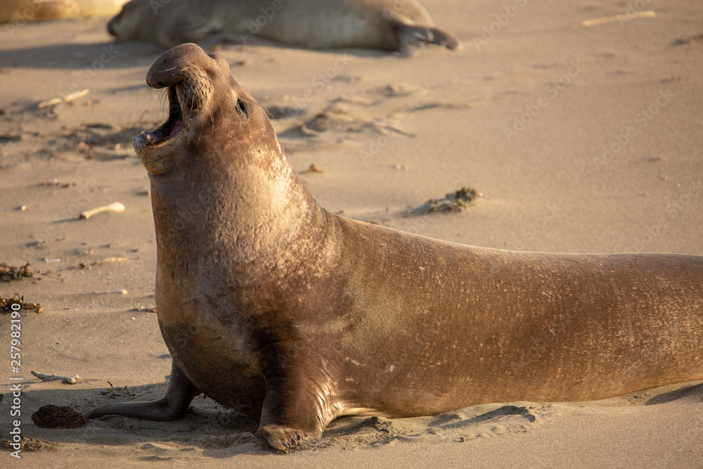 Naklejka premium Adult male elephant seal on the beach along California's central coast