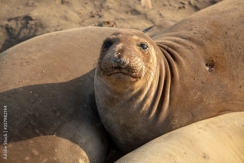 Fototapeta premium Young elephant seals recline on the beach along California's central coast