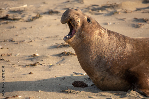Adult male elephant seal on the beach along California's central coast