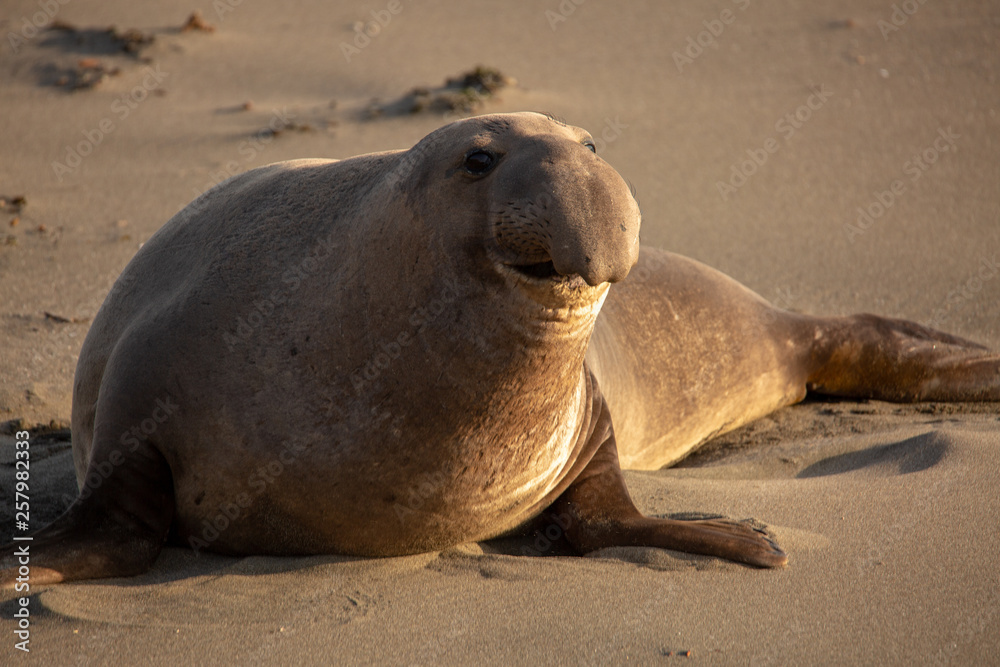 Obraz premium Adult male elephant seal on the beach along California's central coast