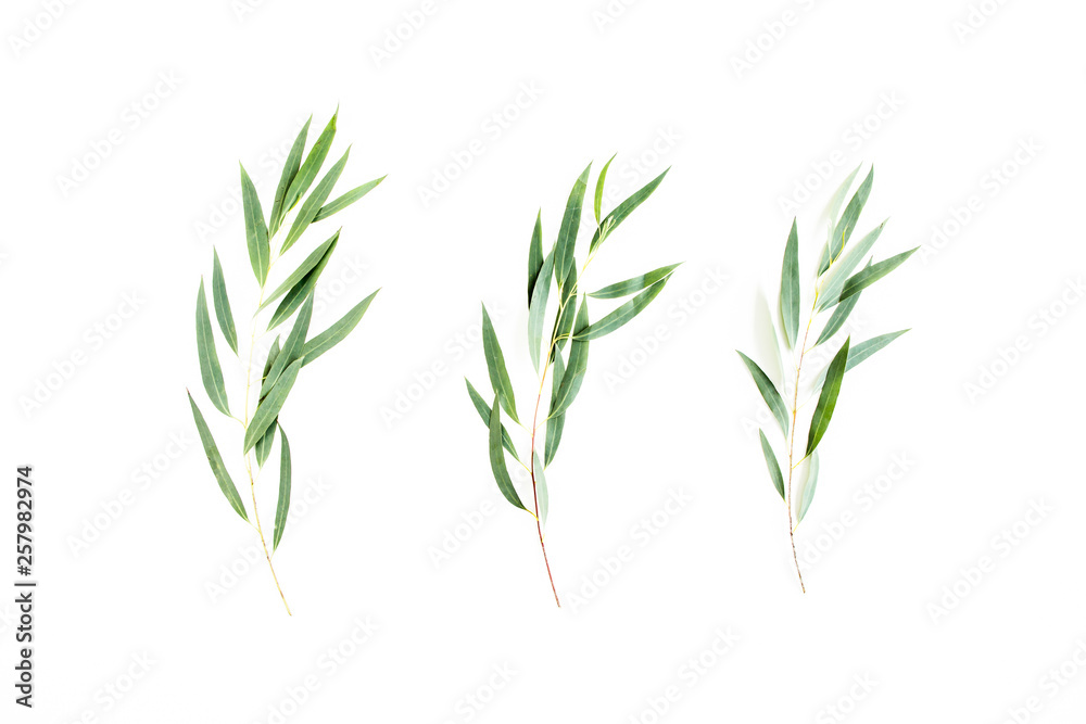 Fototapeta premium zielone liście eukaliptusa nicoli na białym tle. płaski układ, widok z góry