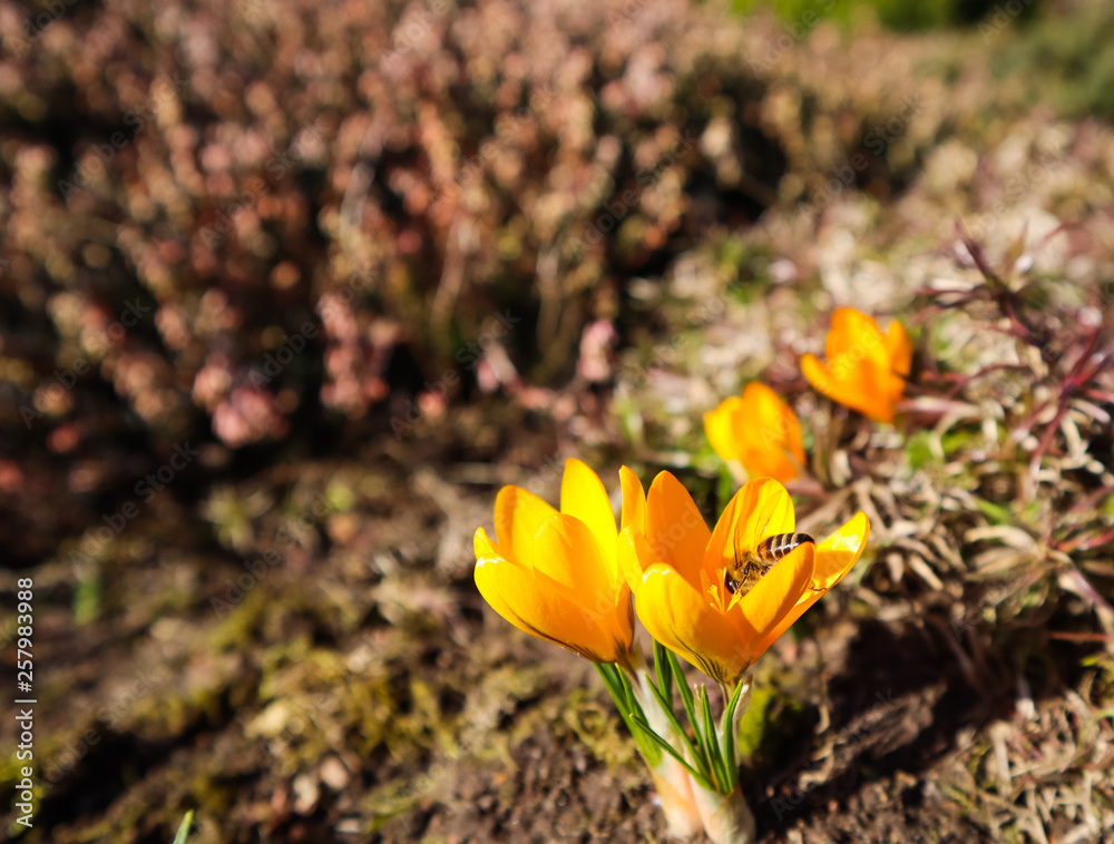 Beautiful yellow crocus flowers with bee in spring garden Beautiful yellow crocus flowers with bee in spring garden