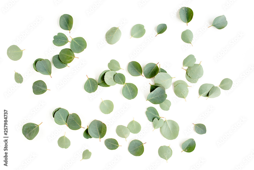 pattern texture with green leaves eucalyptus populus isolated on white background. lay flat, top view pattern texture with green leaves eucalyptus populus isolated on white background. lay flat, top view