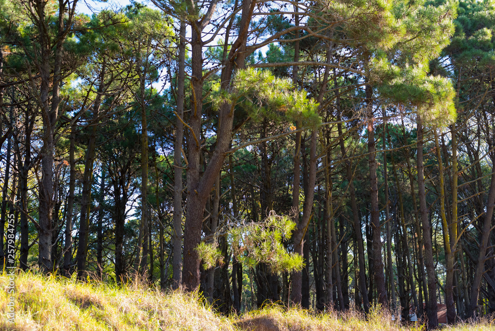 Fototapeta premium Bosque