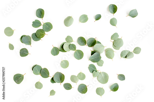 pattern texture with green leaves eucalyptus populus  isolated on white background. lay flat, top view
