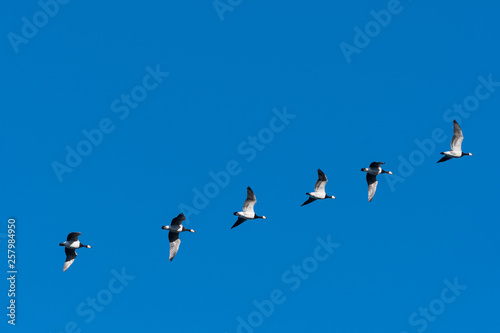 Flying Barnacle Geese in a line
