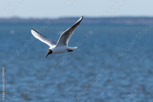 Beautiful gull in elegant flight