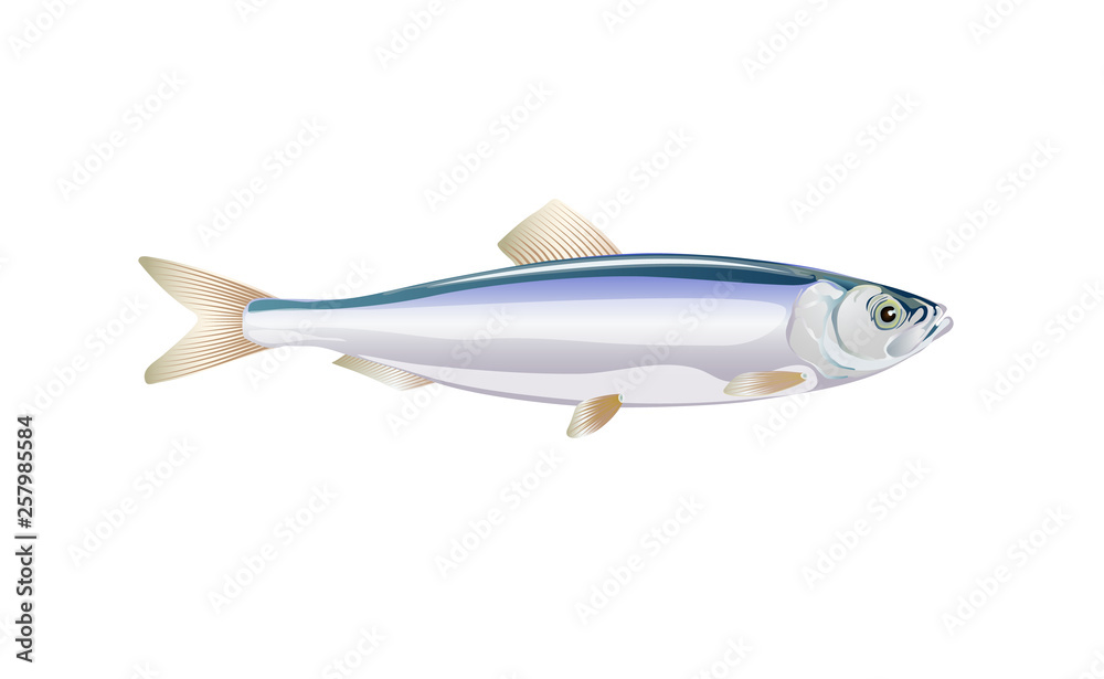 Sprat, brisling fish isolated on light background. Fresh fish in a simple flat style. Vector for design seafood packaging and market illustration. EPS10. Marine life or water nature
