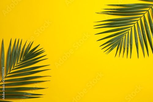 Beautiful tropical palm leaves on color background, space for text
