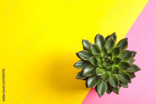 Beautiful succulent plant on color background  top view. Space for text