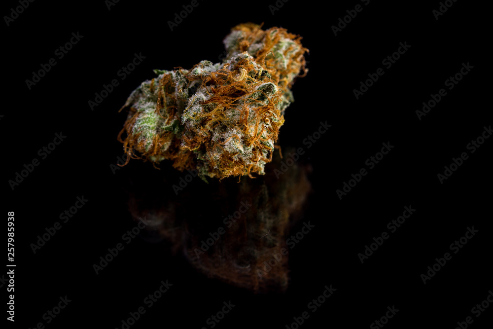 Obraz premium beautiful marijuana close up