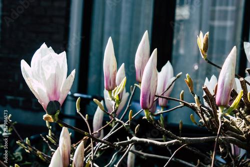 Closeup of flowers from a tree in the streets of Voorburg in Netherlands photo