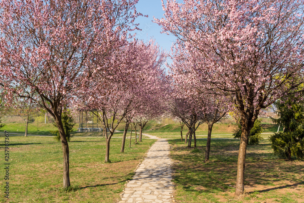 Beautiful cherry blossoms and the romantic tunnel of pink cherry flower trees blossom and a walking path in spring season in park on sunny day. Spring concept and good weather