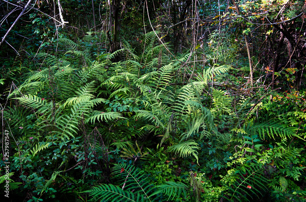 A fern plant at the Comite River Park, a popular mountain bike trails site., Baton Rouge, Louisiana, USA. A fern plant at the Comite River Park, a popular mountain bike trails site., Baton Rouge, Louisiana, USA.
