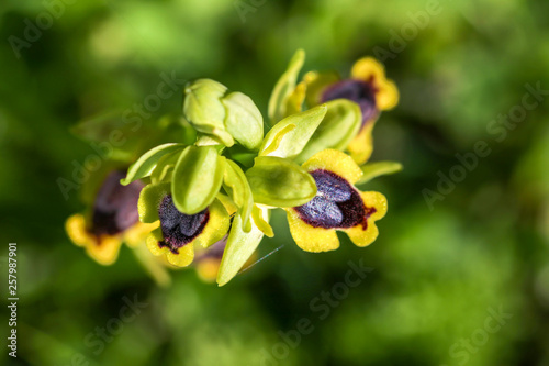 Wild orchid flower, ophrys lutea, Izmir / Turkey