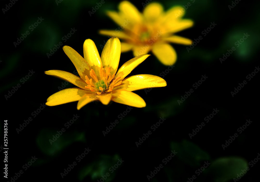 Obraz premium lesser celandine yellow flower on black background