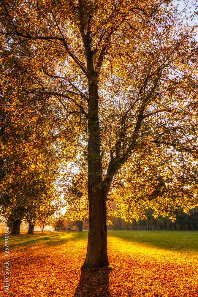Trees with fallen colored leaves in an autumn park during a sunset.