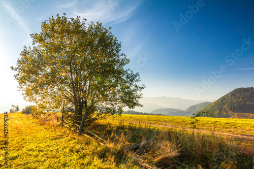 Autumn landscape with a tree, sunrise in a morning, Slovakia, Europe.
