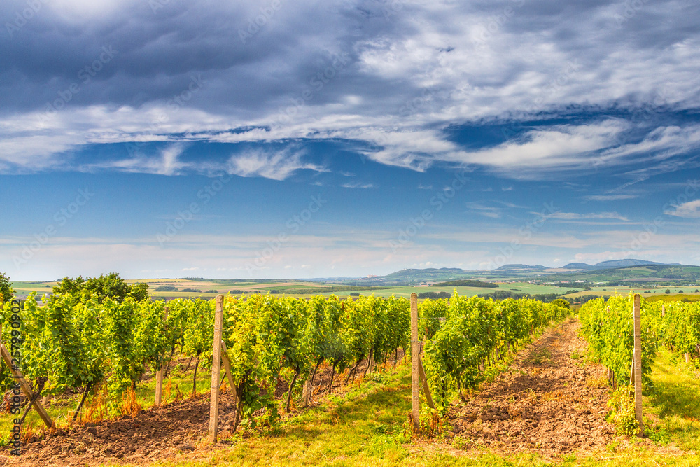 A vineyard field in a summer sunny landscape with a blue sky and clouds. Southern Moravia Region in Czech Republic, Europe.