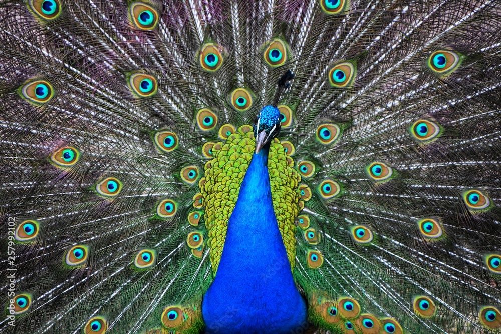 Obraz premium Pavone