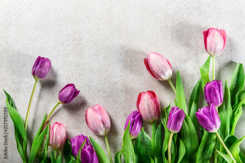 Fototapeta Naklejka Na Ścianę i Meble -  Beautiful purple tulips on grey background