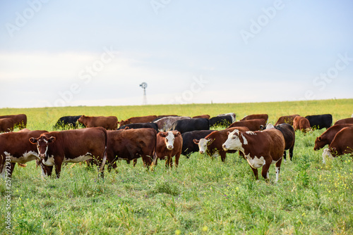 Cows in the Argentine countryside