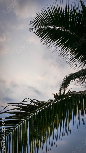 Palm © Micke