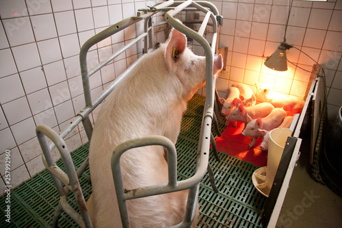 Ferkelaufzucht