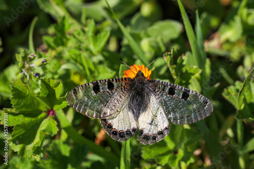 Butterfly in nature (Archon apollinus), Izmir / Turkey