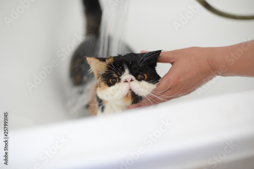 kitten is having shower in the bath tub