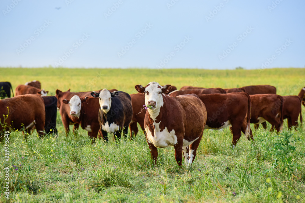 Cows in the Argentine countryside