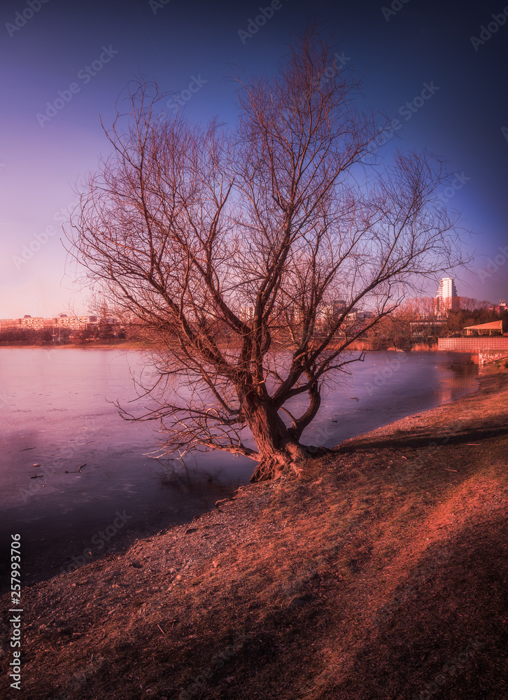 Fototapeta premium Bare Tree on the Shore of a Lake at Sunrise