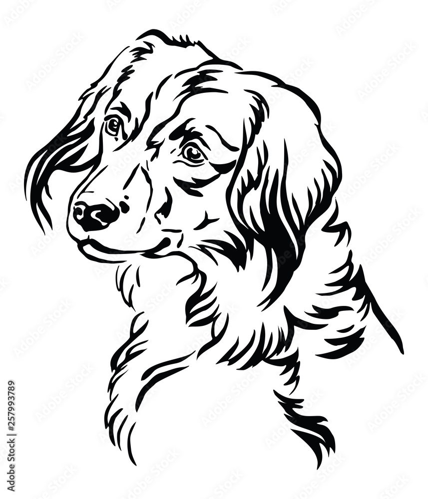 Decorative portrait of Nederlandse Kooikerhondje Dog vector illustration