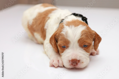 Brittany Spaniel Puppy © RomanLytvynStudios