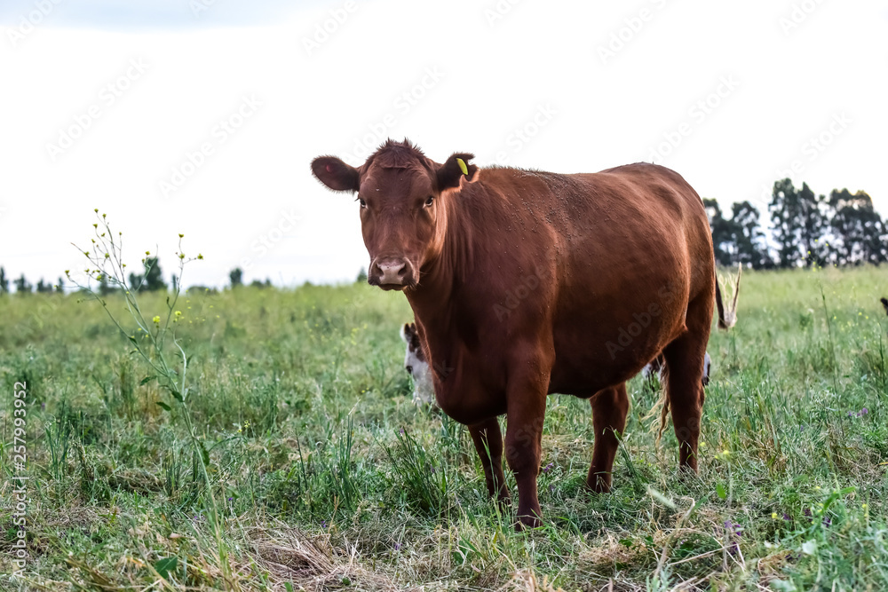 Cows in the Argentine countryside