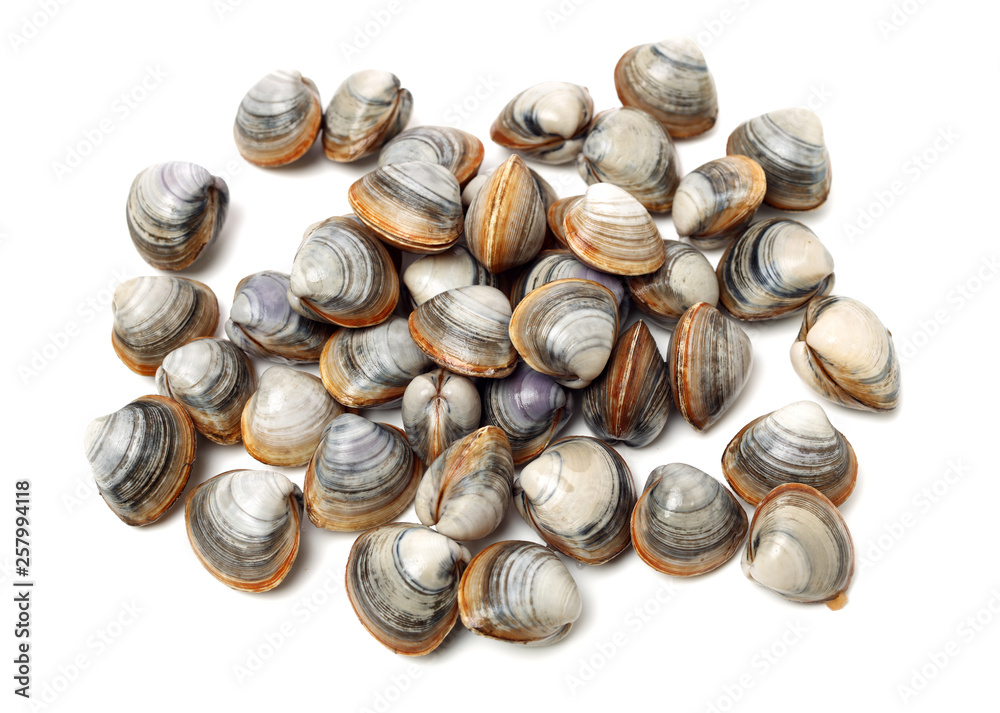 Stacked fresh raw clams on white background Stacked fresh raw clams on white background