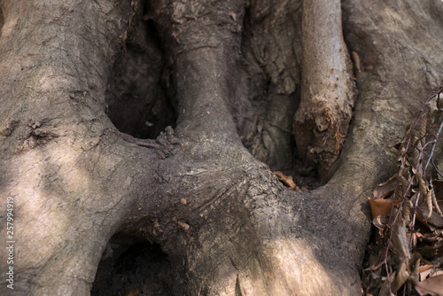 Holes made with roots