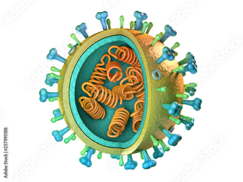 Influenza virus diagram photo