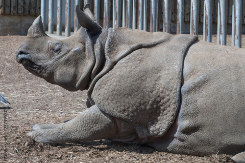 The lying rhinoceros [Tama Zoological Park]