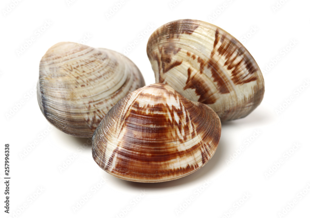 Stacked fresh raw clams on white background Stacked fresh raw clams on white background