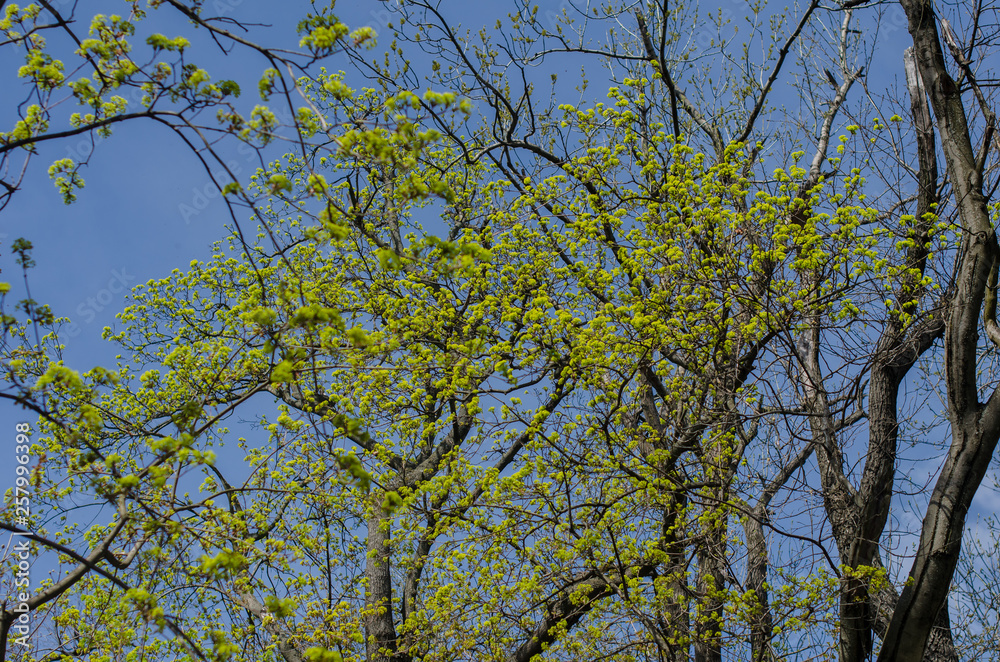 Fresh light green trees early spring in the forest Fresh light green trees early spring in the forest