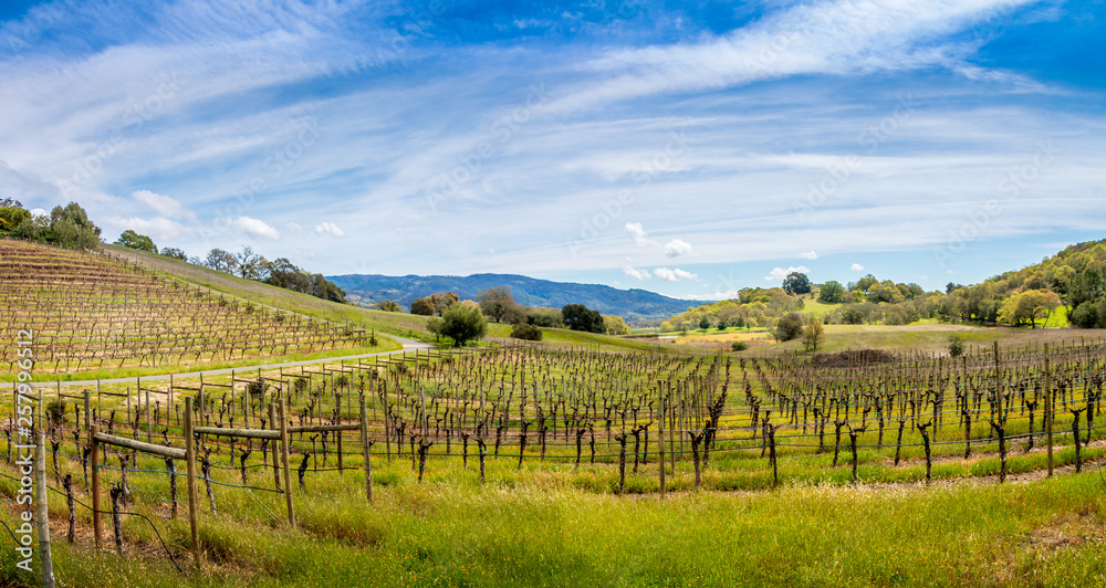 A panoramic of a vineyard at the beginning of spring. A hill on the left. Vines come down the hill and continue beyond the road. A pond, mountain range, blue sky and clouds are beyond 