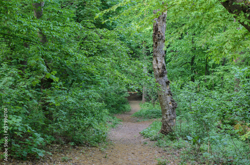 Photography Trail among green trees early spring in the forest