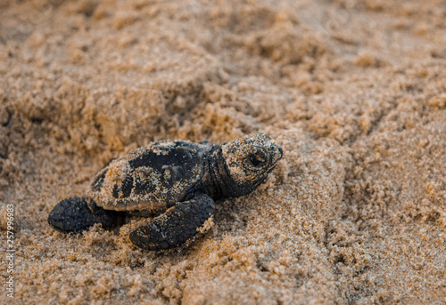 Curious sea turtle cub