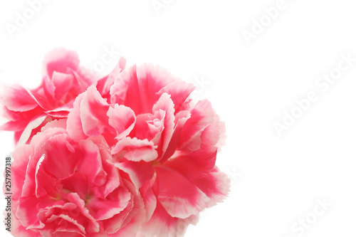 pink carnations on a white background