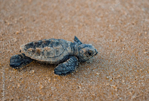 Sea turtle cub
